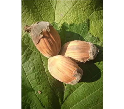 Haselnuss 'Webbs Preisnuss' Haselnuss 'Webbs Preisnuss'