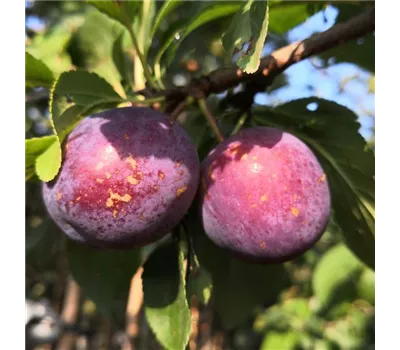 Pflaume 'Kirkespflaume'