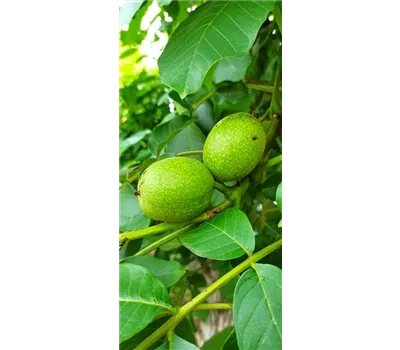 Walnuss 'Esterhazy II'