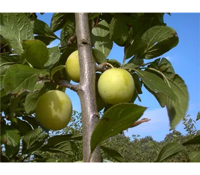 Reneklode 'Oullins Reneklode'