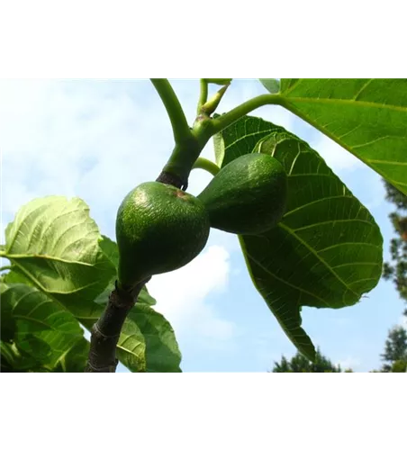 Feige 'Desert King' Feige 'Desert King'