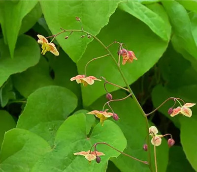 Schwarzmeer-Elfenblume Schwarzmeer-Elfenblume