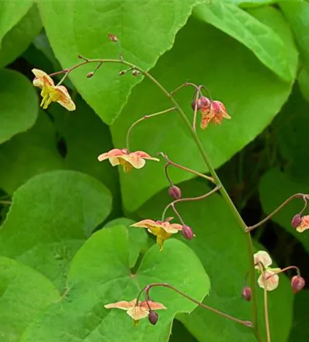 Schwarzmeer-Elfenblume Schwarzmeer-Elfenblume