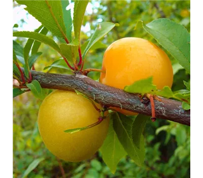 Japanische Pflaume 'Shiro'