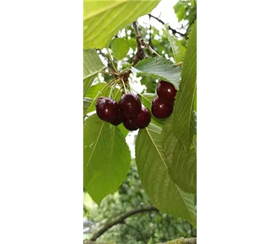 Süßkirsche 'Große Schwarze Knorpelkirsche'