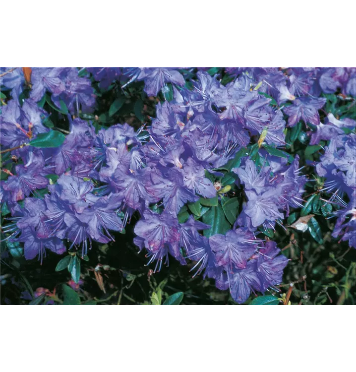 Rhododendron augustinii 'Statuette'