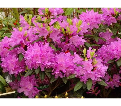 Rhododendron carolin.'P.J.M.Elite' Rhododendron carolin.'P.J.M.Elite'