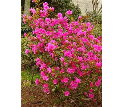 Rhododendron dauric.'Staccato' Rhododendron dauric.'Staccato'