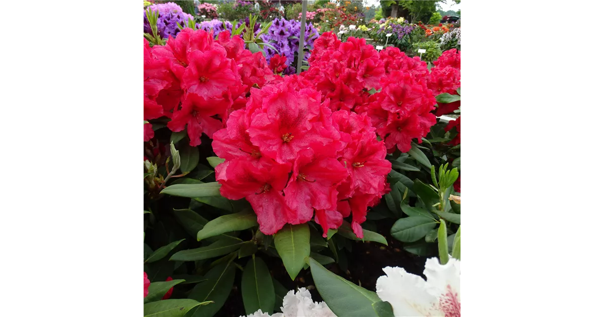 Rhododendron Hybr.'Rabatz' -R- IV
