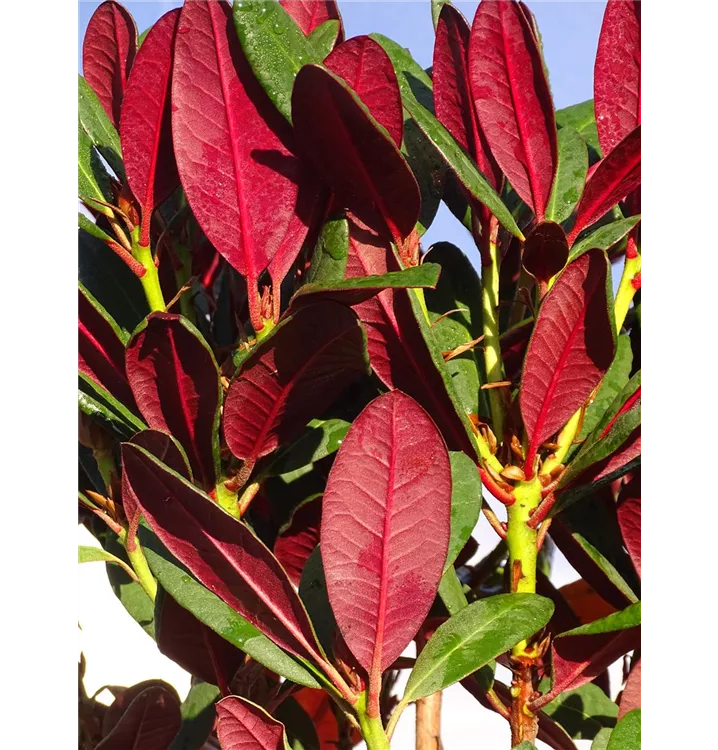 stechpalme 4 buchstaben Europische Stechpalme (Ilex aquifolium) | 40-60 cm mit Wurzelballen