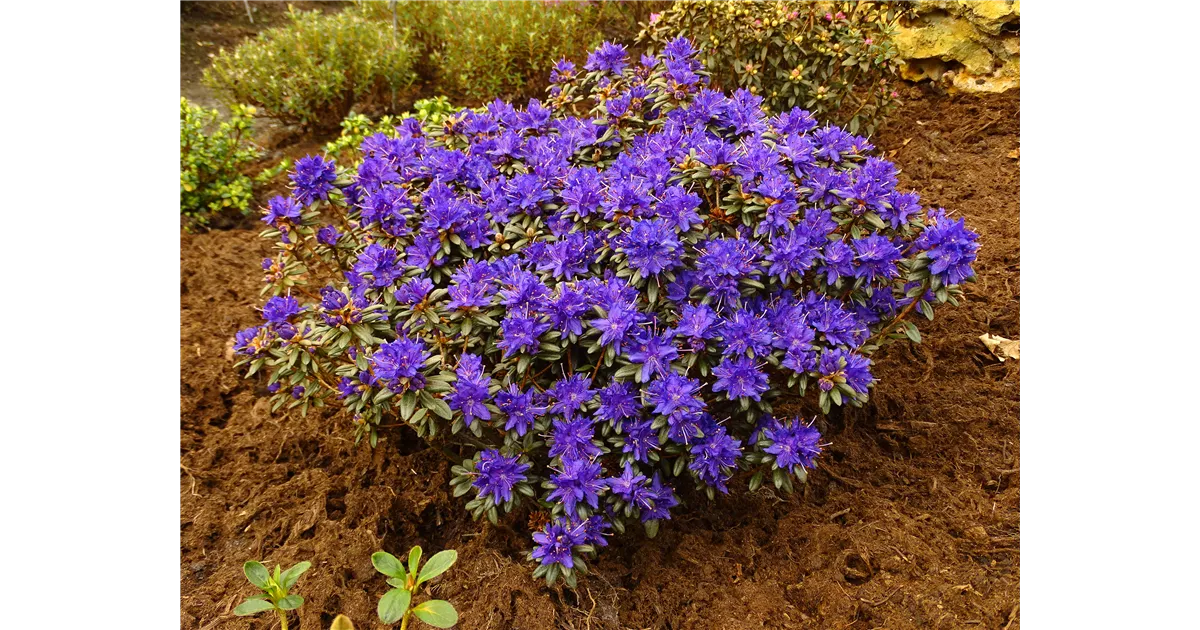 Compact Maximum Rhododendron Rhododendron russatum 'Compactum' I