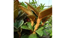 Rhododendron taliense 'Wolly Dane'