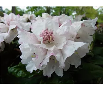 Rhododendron taliense 'Wolly Dane' Rhododendron taliense 'Wolly Dane'