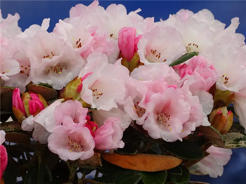 Rhododendron tsariense 'Queen Bee'