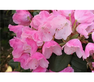 Rhododendron williams.'Andrea' II Rhododendron williams.'Andrea' II