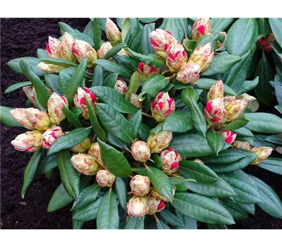 Rhododendron yak.'Barbarella' III Rhododendron yak.'Barbarella' III