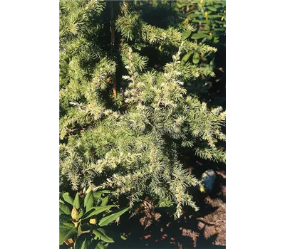 Cedrus atlantica 'Silberspitz'