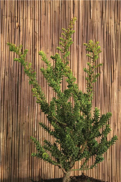 Taxus cuspidata 'Amersfoort'