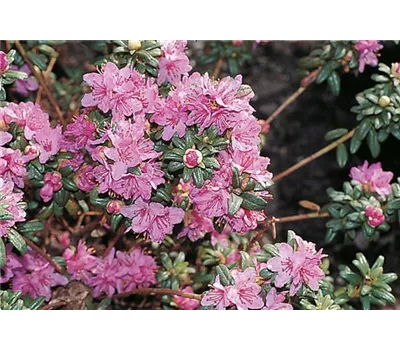 Rhododendron hippophaeoides 'Flämingperle' I Rhododendron hippophaeoides 'Flämingperle' I