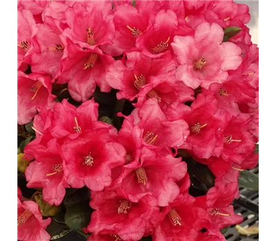 Rhododendron forrestii 'Topsi' III Rhododendron forrestii 'Topsi' III