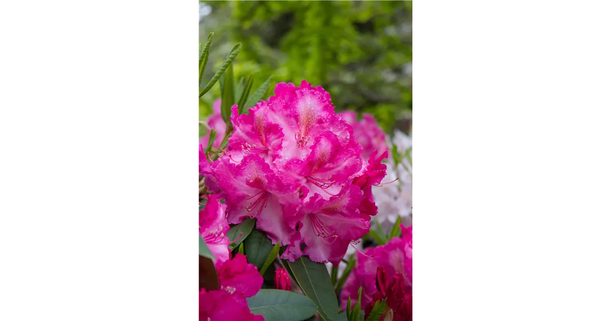 rhododendron cunninghams Rhododendron 'Cunningham's White' main image 0