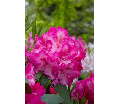 Rhododendron Hybr.'Anastasia' -R- III Rhododendron Hybr.'Anastasia' -R- III