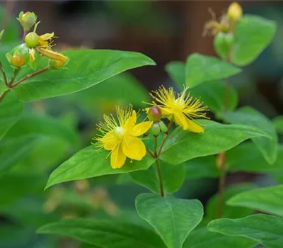 Hypericum perforatum