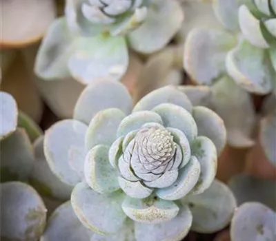 Orostachys iwarenge 'Chinesische Narrenkappe'