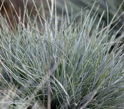 Festuca cinerea