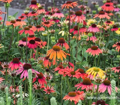 Garten-Scheinsonnenhut 'Cheyenne Spirit'