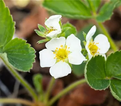 Fragaria x ananassa 'Honeoye'