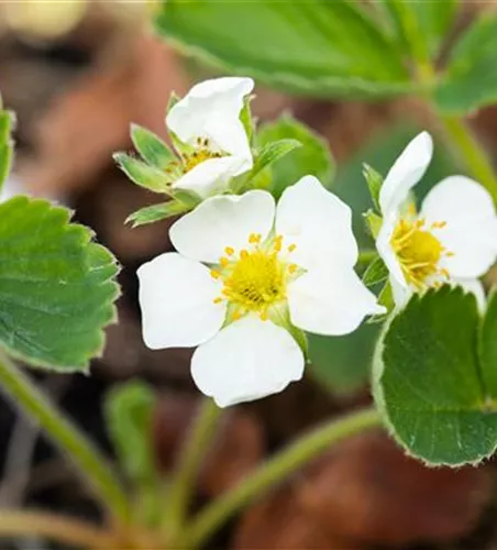 Fragaria x ananassa 'Honeoye'