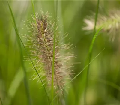 Pennisetum alopecuroides 'Little Bunny'