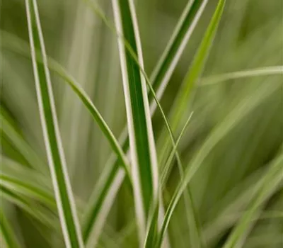 Carex oshimensis 'Everest'