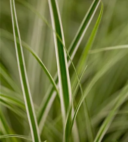 Carex oshimensis 'Everest'