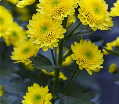 Chrysanthemum ×grandiflorum i.S.