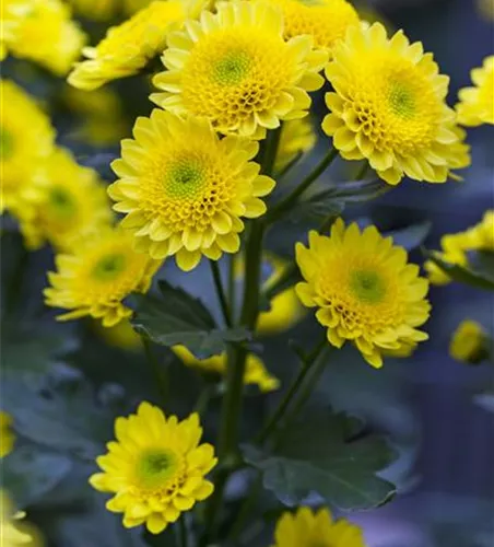 Chrysanthemum ×grandiflorum i.S.