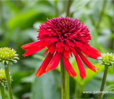 Garten-Scheinsonnenhut 'Eccentric'®