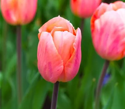 Tulpe 'Apricot Beauty' - 10 Blumenzwiebeln