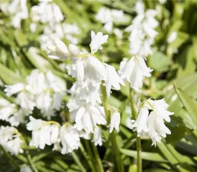 Spanisches Hasenglöckchen 'Snow' - 10 Blumenzwiebeln