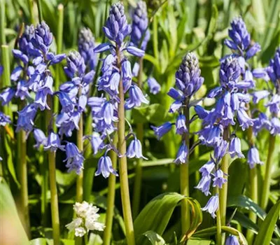 Spanisches Hasenglöckchen 'Blue Sky' - 10 Blumenzwiebeln