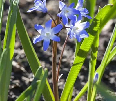 Sibirischer Blaustern - 10 Blumenzwiebeln