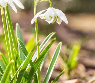 Schneeglöckchen - 10 Blumenzwiebeln