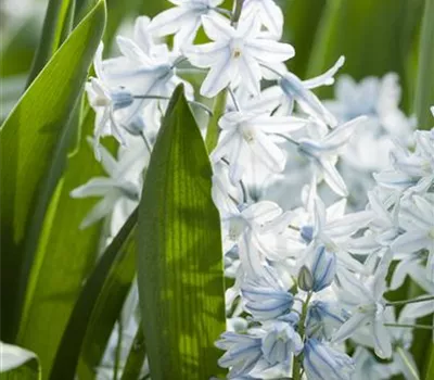 Apollo-Scheinhyazinthe - 10 Blumenzwiebeln