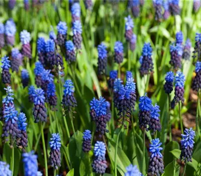 Breitblättrige Traubenhyazinthe - 10 Blumenzwiebeln