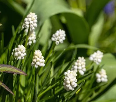Traubenhyazinthe 'Album' - 10 Blumenzwiebeln