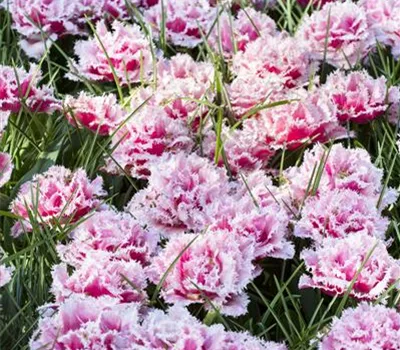 Tulpe 'Queensland' - 7 Blumenzwiebeln