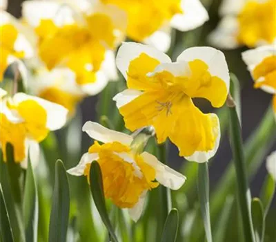 Schmetterlings Narzisse 'Orangery' - 5 Blumenzwiebeln