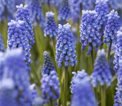 Traubenhyazinthe 'Blue Magic' - 10 Blumenzwiebeln