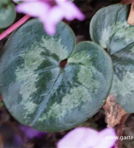 Cyclamen coum 'Cyberia Dark Rose'